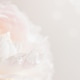 Peony flower in blossom on pastel floral background with bokeh. Peony flower in blossom on pastel floral background with bokeh. - PhotoDune Item for Sale