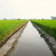 Paddy water canal Paddy water canal - PhotoDune Item for Sale