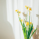 Yellow and white daffodils blooming with sun shadows Yellow and white daffodils blooming with sun shadows - PhotoDune Item for Sale