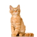 Ginger Cat kitten Ginger Cat kitten - PhotoDune Item for Sale