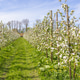 View at the apple tree orchard View at the apple tree orchard - PhotoDune Item for Sale