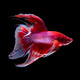 betta fish on black betta fish on black - PhotoDune Item for Sale