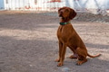 Hungarian Vizsla male dog sits on the ground Hungarian Vizsla male dog sits on the ground - PhotoDune Item for Sale