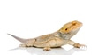 Bearded Dragon - pogona vitticeps Bearded Dragon - pogona vitticeps - PhotoDune Item for Sale