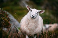 Adorable Mountain sheep in Norway mountains Adorable Mountain sheep in Norway mountains - PhotoDune Item for Sale