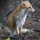a yawning wild fox a yawning wild fox - PhotoDune Item for Sale