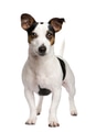 Jack russell (2 years) Jack russell (2 years) - PhotoDune Item for Sale