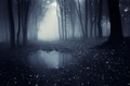 Dark forest with fog and pond Dark forest with fog and pond - PhotoDune Item for Sale