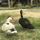 Red-faced Muscovy duck looking for food on the grass Red-faced Muscovy duck looking for food on the grass - PhotoDune Item for Sale