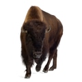 Bison Bison - PhotoDune Item for Sale