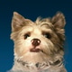 Cute shorkie profile on blue background. Cute shorkie profile on blue background. - PhotoDune Item for Sale