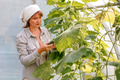 beautiful european woman picking cucumbers in a greenhouse beautiful european woman picking cucumbers in a greenhouse - PhotoDune Item for Sale