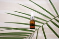 Blank amber glass essential oil bottle with pipette on tropical leaf background Blank amber glass essential oil bottle with pipette on tropical leaf background - PhotoDune Item for Sale