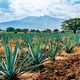Blue agave field with mountain landscape in Tequila, Jalisco, Mexico Blue agave field with mountain landscape in Tequila, Jalisco, Mexico - PhotoDune Item for Sale