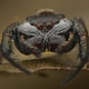 Jumping Spider CloseUp Jumping Spider CloseUp - PhotoDune Item for Sale