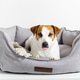 Dog terrier lying in gray pet bed, looking at camera with protruding tongue. Dog terrier lying in gray pet bed, looking at camera with protruding tongue. - PhotoDune Item for Sale