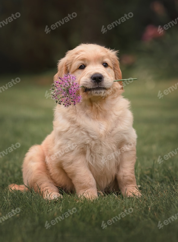 HOT Golden Retriever Small Puppy Dog Small Fluffy Golden Dog