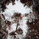 Mystical Forest Reflection in a Water Puddle Mystical Forest Reflection in a Water Puddle - PhotoDune Item for Sale