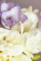 Close Up View on a Bouquet of Freesias. Close Up View on a Bouquet of Freesias. - PhotoDune Item for Sale