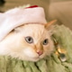 Adorable Fluffy Cream Tabby Cat Wearing a Santa Hat, Festive Holiday Season Celebration at Home. Adorable Fluffy Cream Tabby Cat Wearing a Santa Hat, Festive Holiday Season Celebration at Home. - PhotoDune Item for Sale
