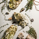 Fresh oyster and oregano. Food flat lay composition on a light background. Fresh oyster and oregano. Food flat lay composition on a light background. - PhotoDune Item for Sale