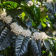 Arabica Coffee Blossoms Blooming in Golden Morning Light on Plantation Arabica Coffee Blossoms Blooming in Golden Morning Light on Plantation - PhotoDune Item for Sale