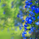 Bright blue Lobelia erinus flowers blooming in a summer garden against a blurred green background. Bright blue Lobelia erinus flowers blooming in a summer garden against a blurred green background. - PhotoDune Item for Sale