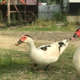 Red-faced Muscovy duck looking for food on the grass Red-faced Muscovy duck looking for food on the grass - PhotoDune Item for Sale