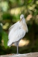 Portrait of a cattle egret. Close up view of a cattle egret Portrait of a cattle egret. Close up view of a cattle egret - PhotoDune Item for Sale