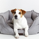 Portrait of cute dog jack russell terrier lying in pet bed and looking at camera Portrait of cute dog jack russell terrier lying in pet bed and looking at camera - PhotoDune Item for Sale