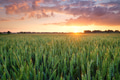A field of wheat during sunset. Landscape in the summertime. Agriculture and the cultivation of crop A field of wheat during sunset. Landscape in the summertime. Agriculture and the cultivation of crop - PhotoDune Item for Sale