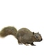 Squirrel with fluffy Fur in standing or jump pose isolated on White Background with Clipping Path. Squirrel with fluffy Fur in standing or jump pose isolated on White Background with Clipping Path. - PhotoDune Item for Sale