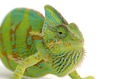 Veiled Chameleon isolated on white background Veiled Chameleon isolated on white background - PhotoDune Item for Sale