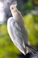 Portrait of a cattle egret. Close-up view of a cattle egret Portrait of a cattle egret. Close-up view of a cattle egret - PhotoDune Item for Sale