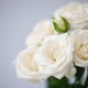 Flower white macroclose up beautiful flowers Flower white macroclose up beautiful flowers - PhotoDune Item for Sale