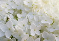 Beautiful white hydrangea paniculata blossoms closeup. Beautiful white hydrangea paniculata blossoms closeup. - PhotoDune Item for Sale