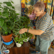 Elderly woman watering houseplants with a watering can Elderly woman watering houseplants with a watering can - PhotoDune Item for Sale