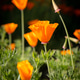 Poppy Portrait Poppy Portrait - PhotoDune Item for Sale
