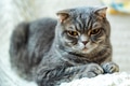 Close-up of grey British Shorthair cat portrait Close-up of grey British Shorthair cat portrait - PhotoDune Item for Sale