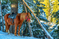 A horse equipped with a saddle in winter A horse equipped with a saddle in winter - PhotoDune Item for Sale