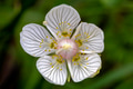 Close up of small Parnassia palustris white flower with pattern on petals Close up of small Parnassia palustris white flower with pattern on petals - PhotoDune Item for Sale