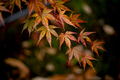 Maple leaves in autumn season with blurred background, taken from Japan. Maple leaves in autumn season with blurred background, taken from Japan. - PhotoDune Item for Sale
