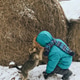 A boy with a dog playing together on the background of stack of hay. Support animals. Winter season. A boy with a dog playing together on the background of stack of hay. Support animals. Winter season. - PhotoDune Item for Sale