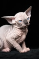 Hairless kitten of Canadian Sphynx blue mink with white color sitting on black velour background Hairless kitten of Canadian Sphynx blue mink with white color sitting on black velour background - PhotoDune Item for Sale