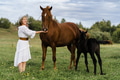 beautiful woman and horse with foal beautiful woman and horse with foal - PhotoDune Item for Sale