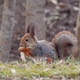 Squirrel looking for food in spring. Squirrel looking for food in spring. - PhotoDune Item for Sale
