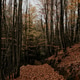 Autumn forest Autumn forest - PhotoDune Item for Sale