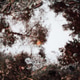 Mystical Forest Reflection in a Water Puddle Mystical Forest Reflection in a Water Puddle - PhotoDune Item for Sale