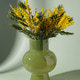 yellow Mimosa Bouquet in Green Glass Vase on Sage Background yellow Mimosa Bouquet in Green Glass Vase on Sage Background - PhotoDune Item for Sale