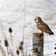Short Eared Owl in the snow Short Eared Owl in the snow - PhotoDune Item for Sale